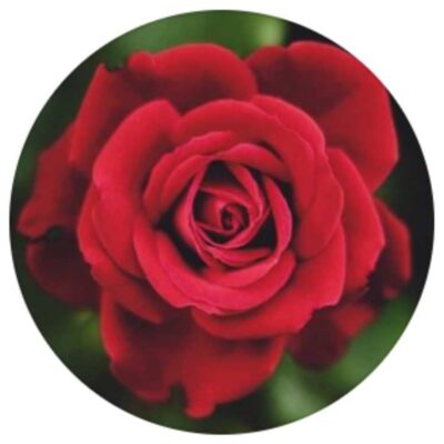 Heart of the Rose 2026